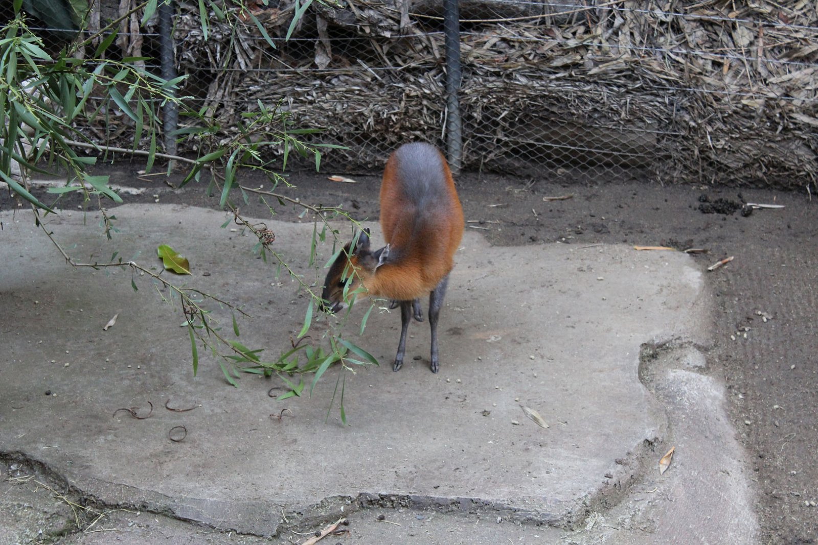 San Diego Zoo Part II 145